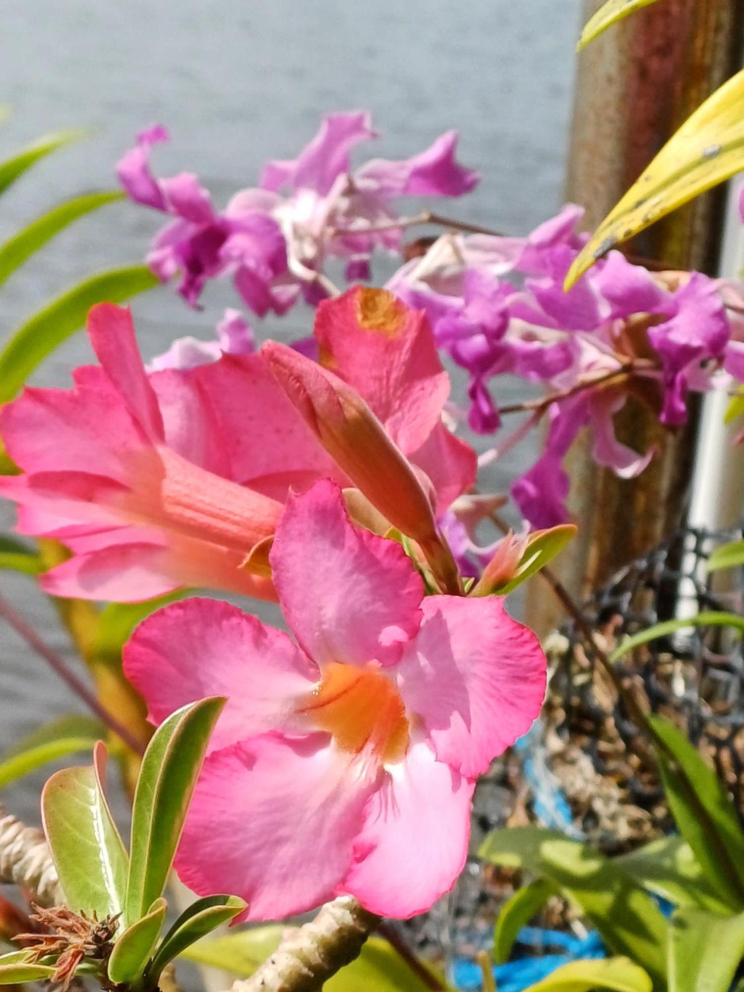 Villa River View Aluthgama Luaran gambar